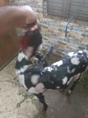2 Teeth Goat