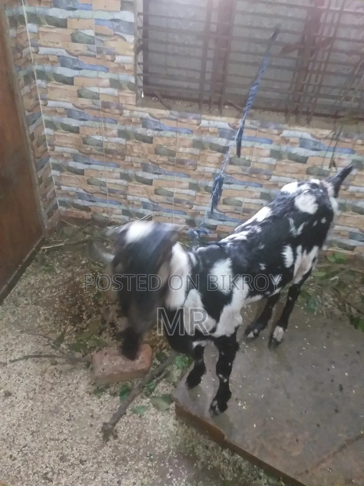 2 Teeth Goat
