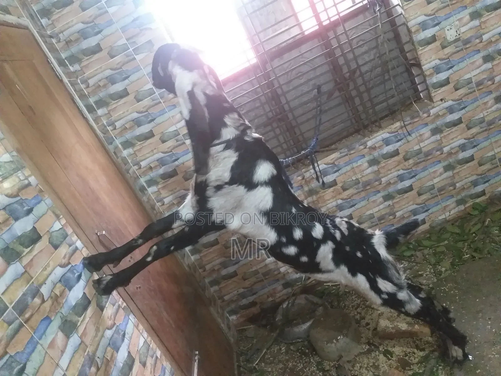 2 Teeth Goat