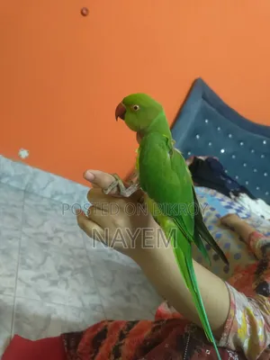 ইন্ডিয়ান রিংনেক