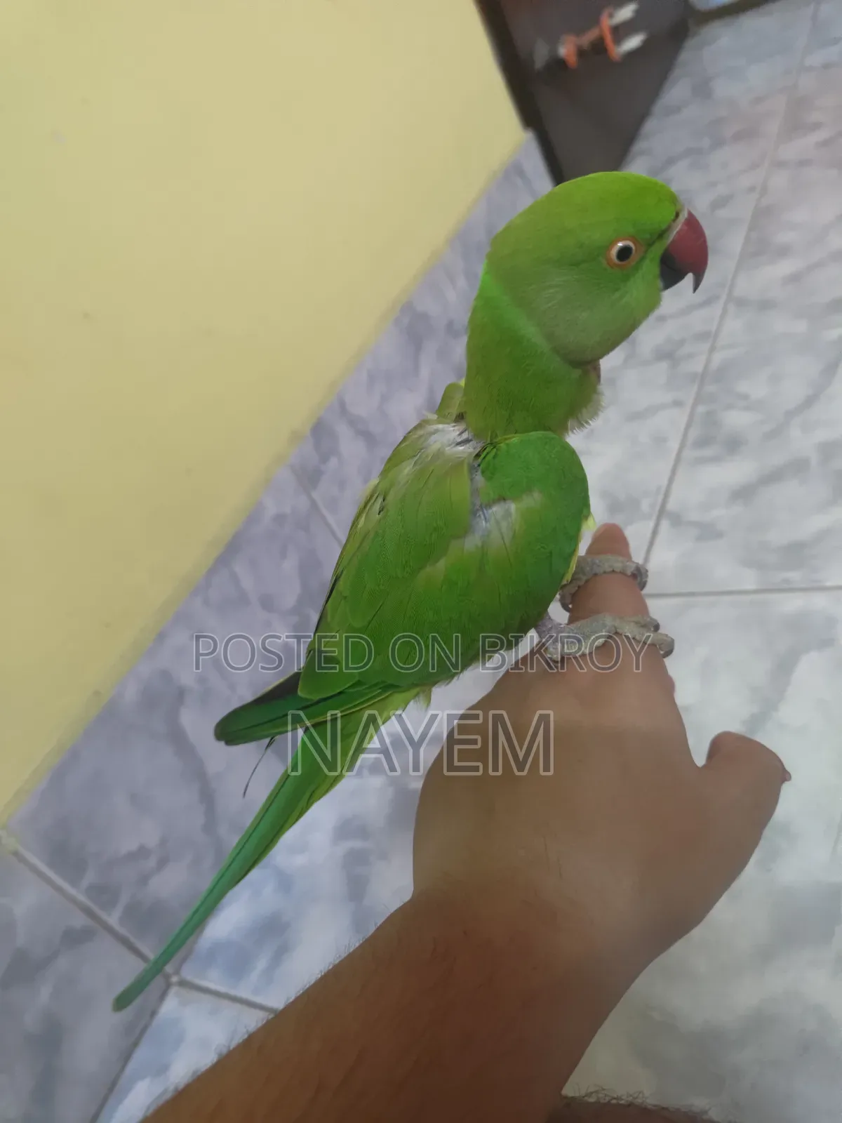 ইন্ডিয়ান রিংনেক