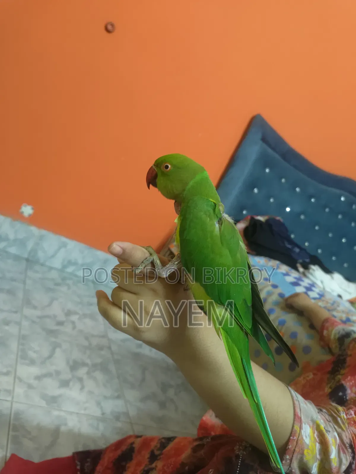 ইন্ডিয়ান রিংনেক
