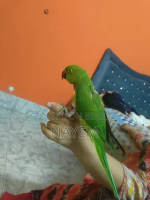 ইন্ডিয়ান রিংনেক