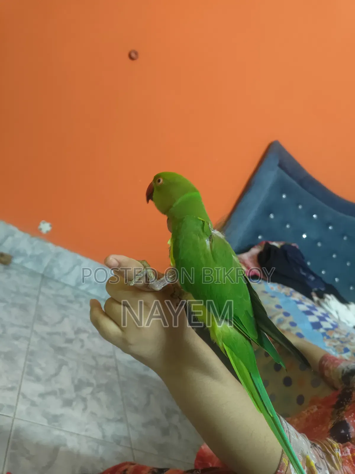 ইন্ডিয়ান রিংনেক