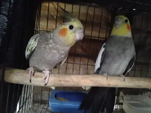 এক জোড়া ককটেল