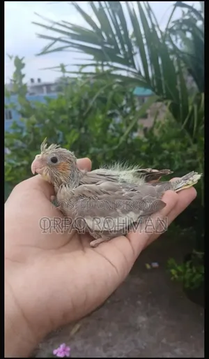 Cockatiel Birds Baby