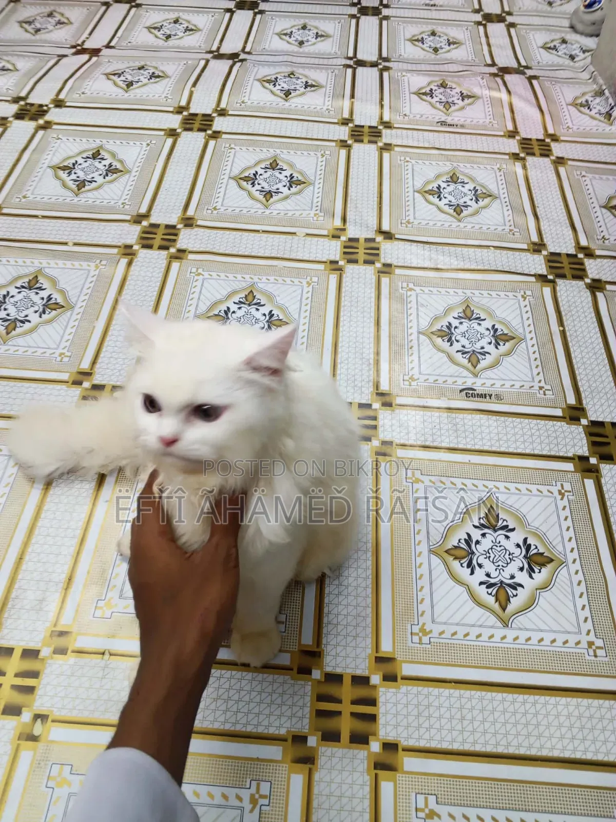 6-12 months Male Purebred Persian