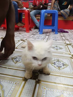 6-12 months Male Purebred Persian