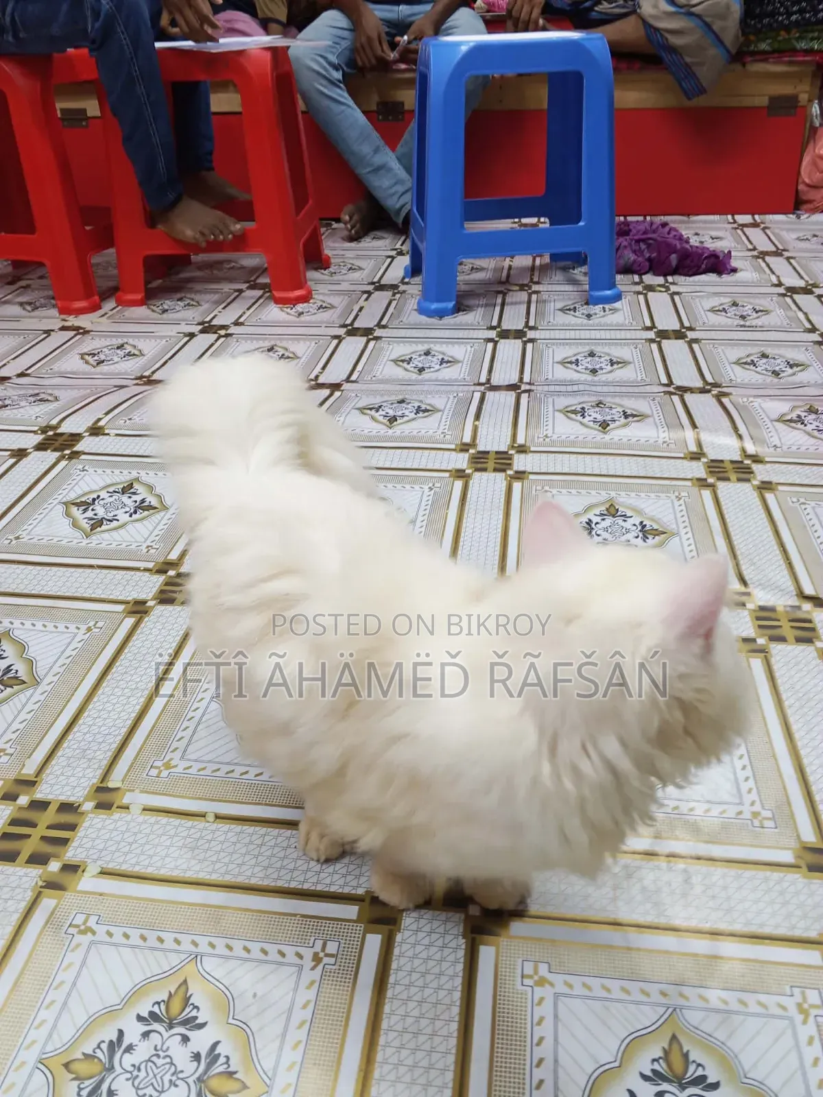 6-12 months Male Purebred Persian