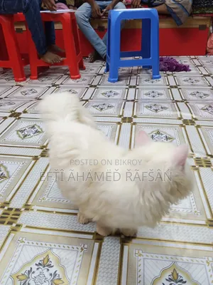 6-12 months Male Purebred Persian