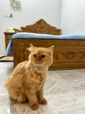 1+ year Female Purebred Cat