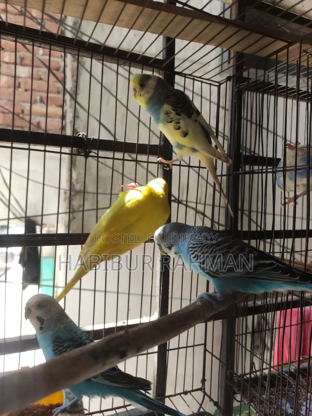 6 adult male budgies for sale