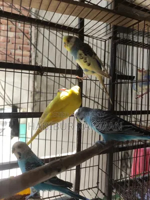6 adult male budgies for sale