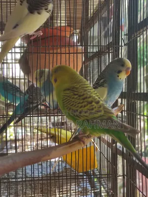 6 adult male budgies for sale
