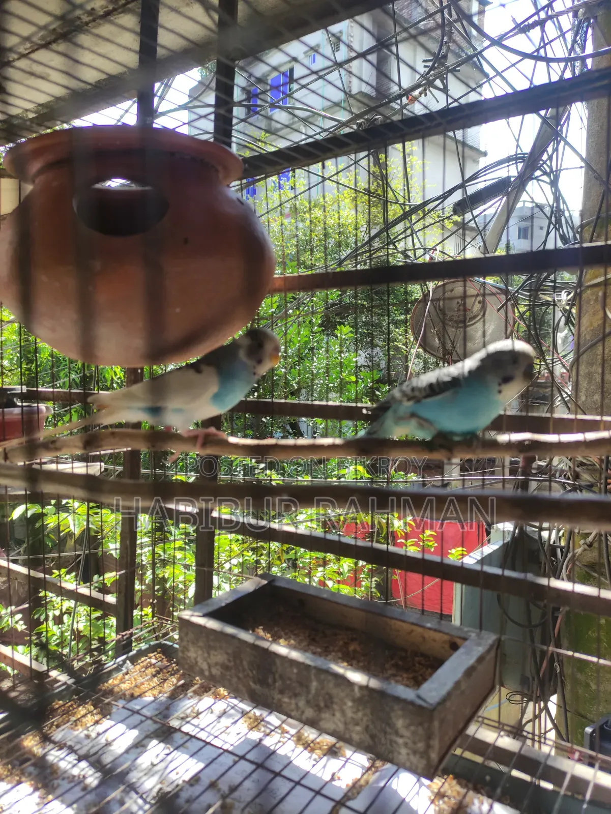 6 adult male budgies for sale