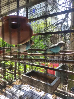 6 adult male budgies for sale
