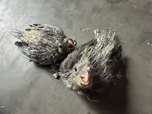 ককাটাইল গ্রে টেম সাইজ বেবি।