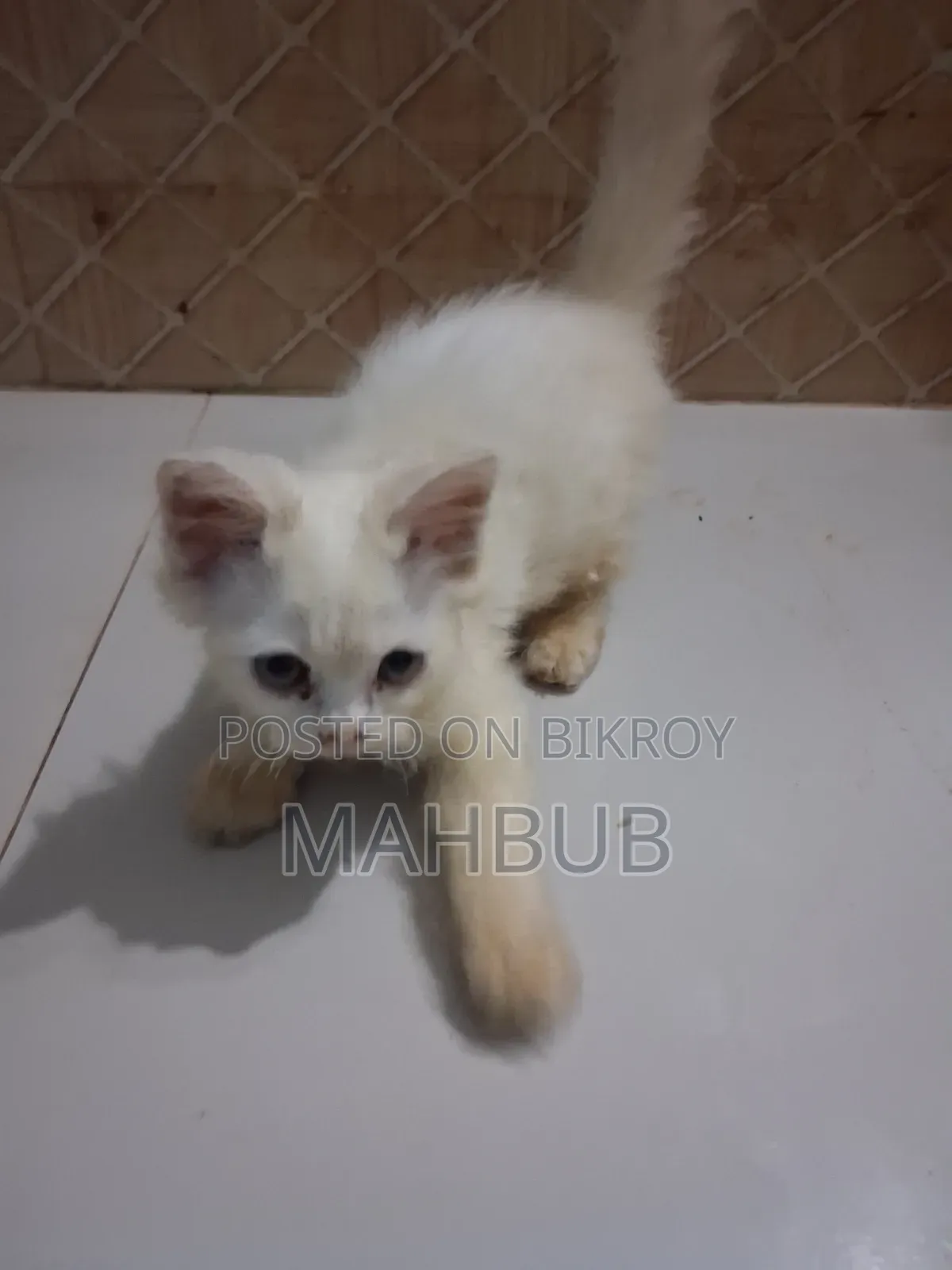 1-3 months Female Purebred Persian