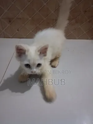 1-3 months Female Purebred Persian