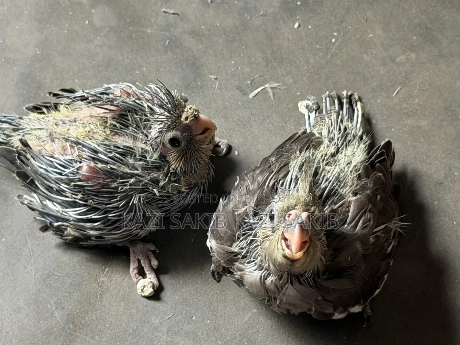 ককাটাইল গ্রে টেম সাইজ বেবি।