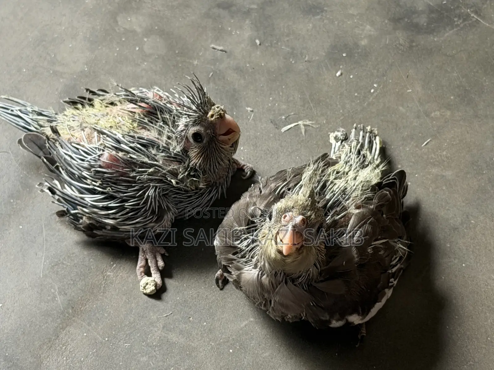 ককাটাইল গ্রে টেম সাইজ বেবি।