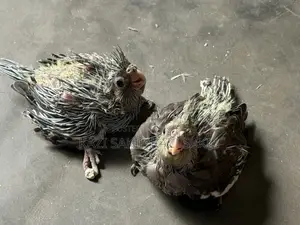 ককাটাইল গ্রে টেম সাইজ বেবি।