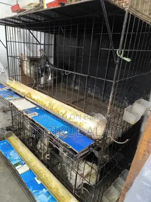 Fayoumi Chicken for Sale