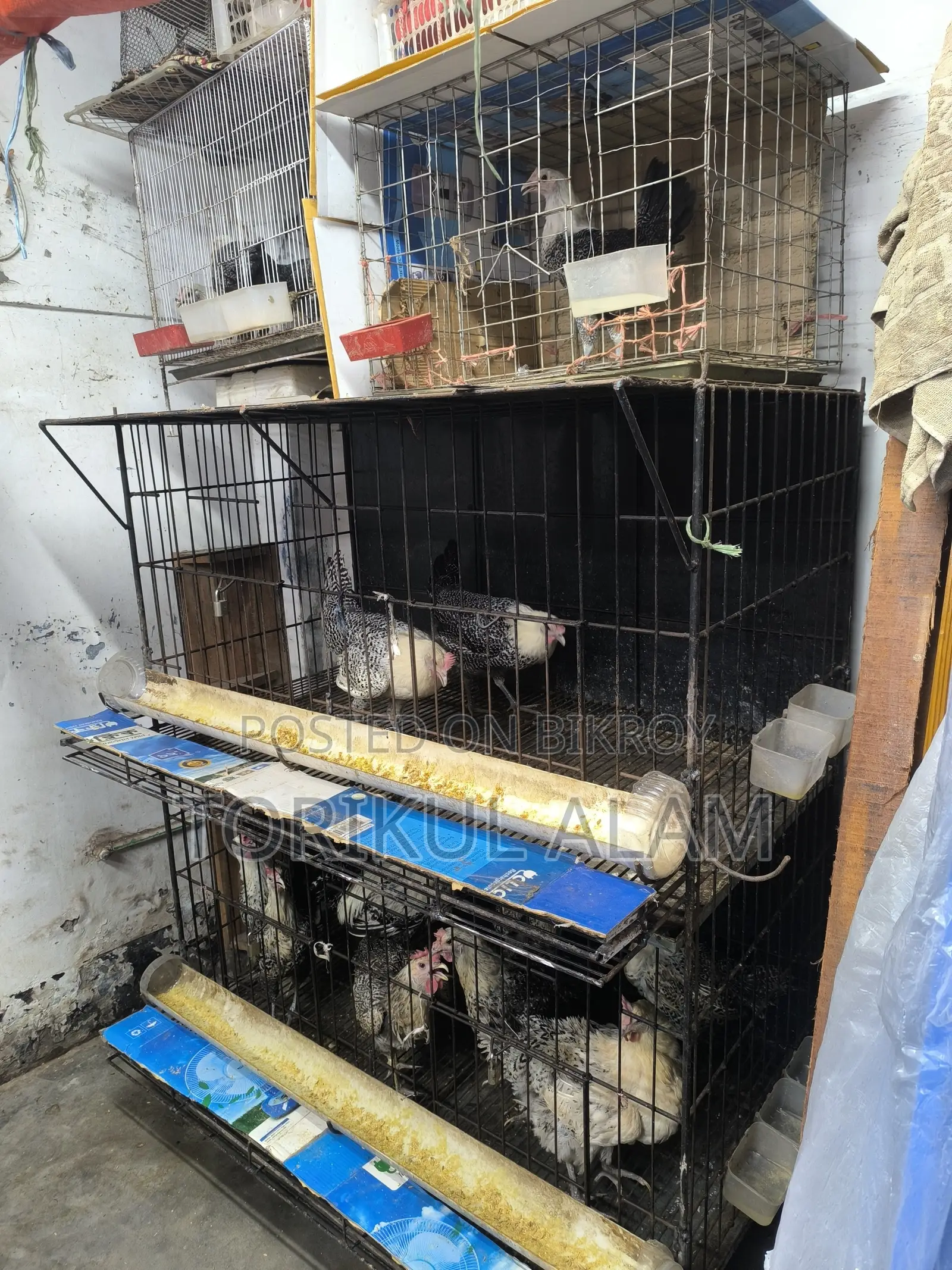 Fayoumi Chicken for Sale
