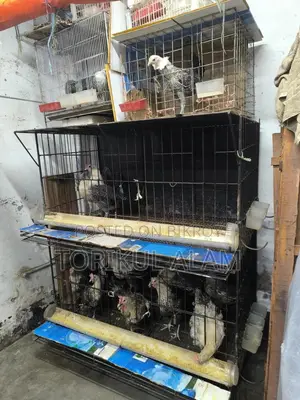 Fayoumi Chicken for Sale