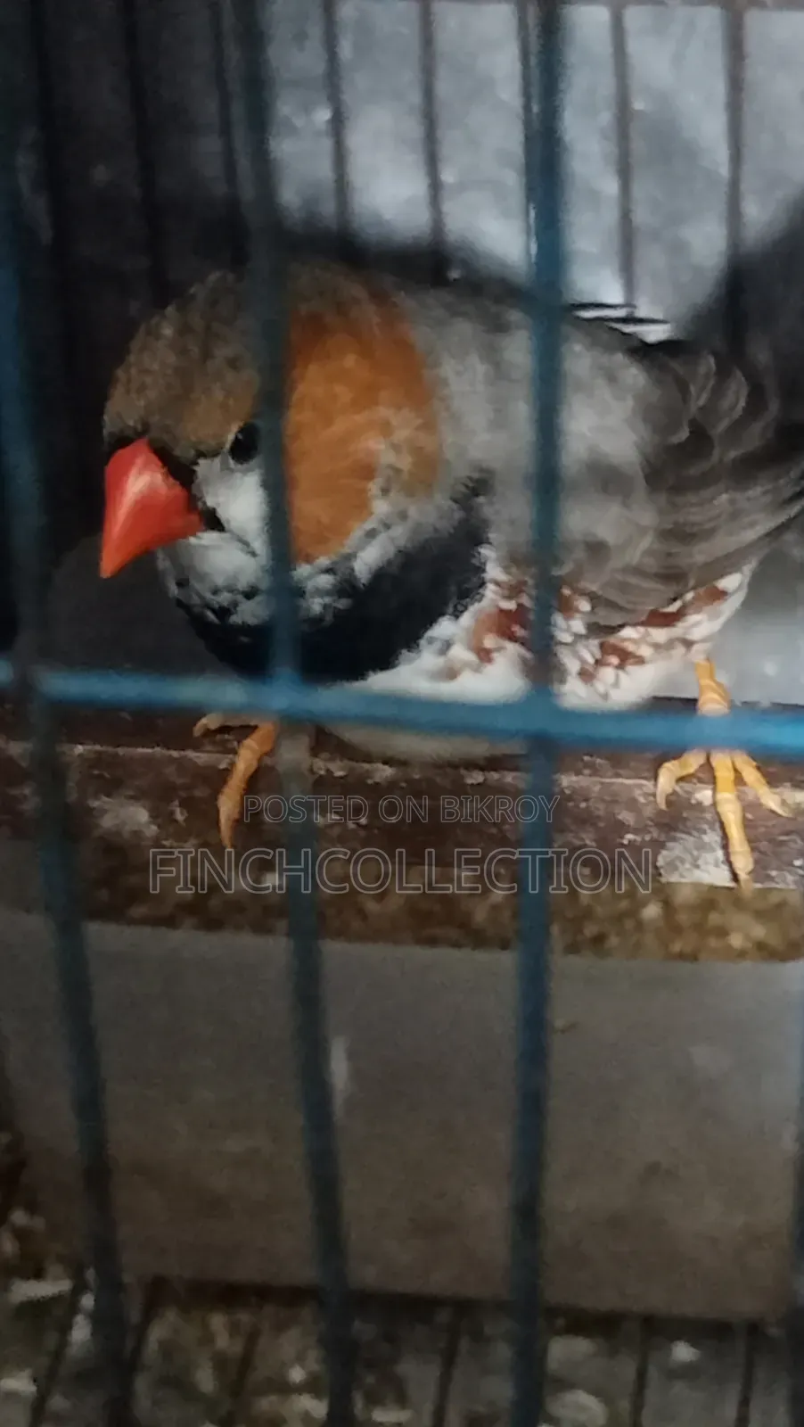 Big Size Running Pair for Sell