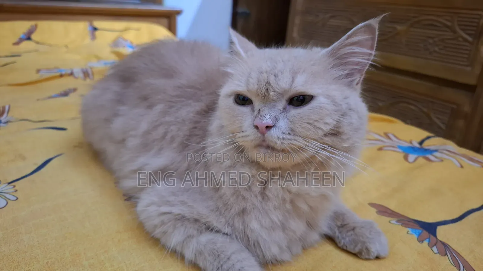 1+ year Female Purebred Persian