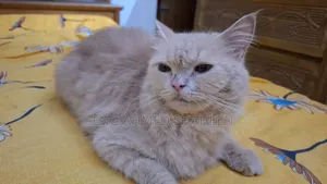 1+ year Female Purebred Persian