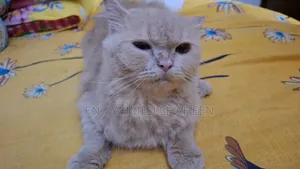 1+ year Female Purebred Persian