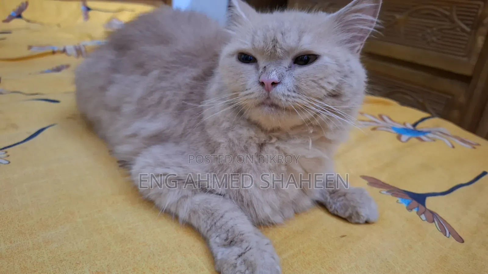 1+ year Female Purebred Persian