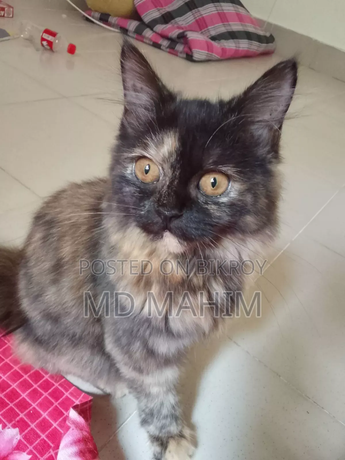 3-6 months Female Purebred Persian