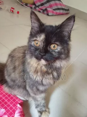 3-6 months Female Purebred Persian