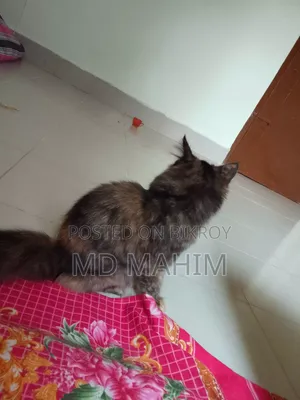 3-6 months Female Purebred Persian