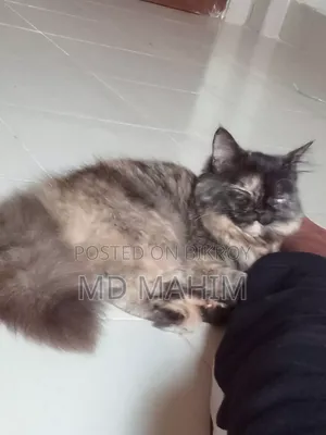 3-6 months Female Purebred Persian