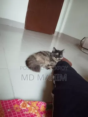 3-6 months Female Purebred Persian