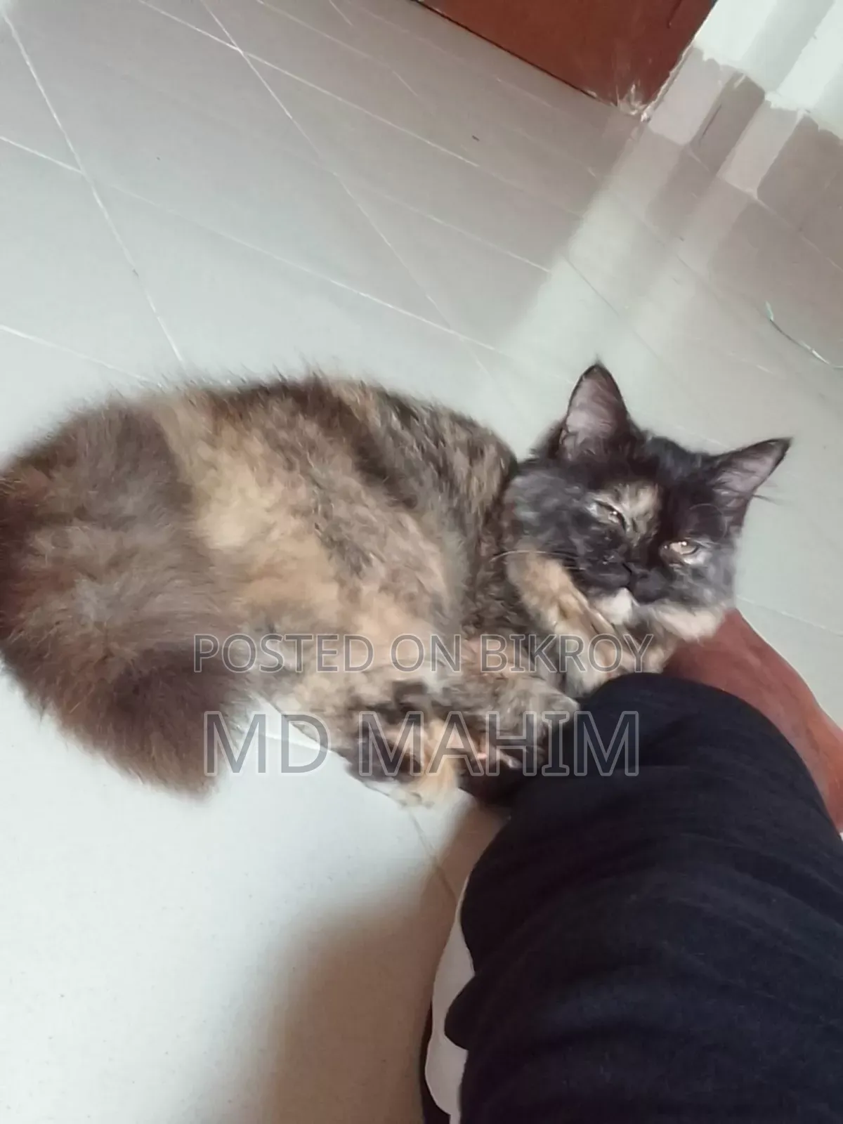 3-6 months Female Purebred Persian