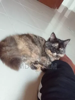 3-6 months Female Purebred Persian