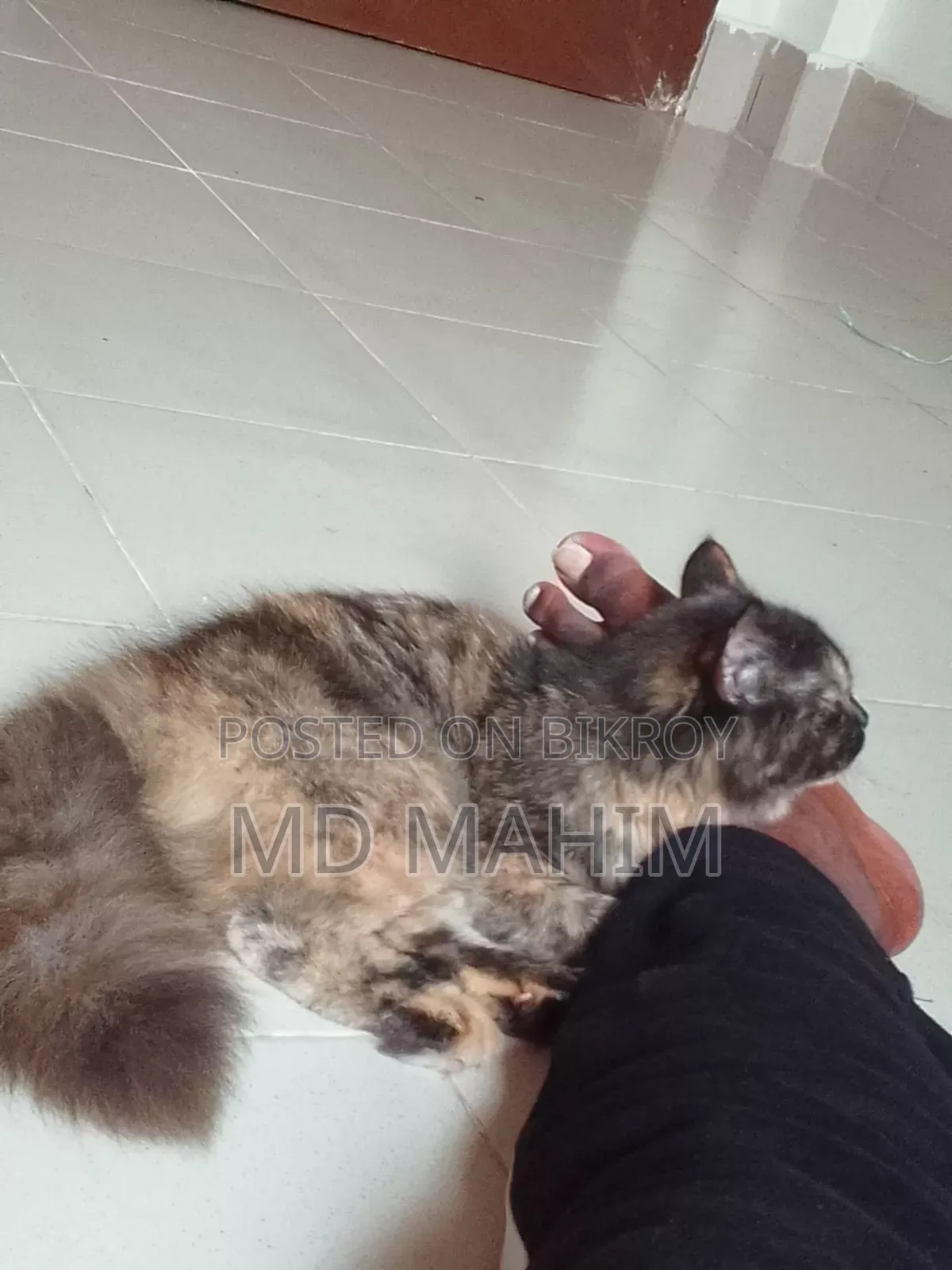 3-6 months Female Purebred Persian