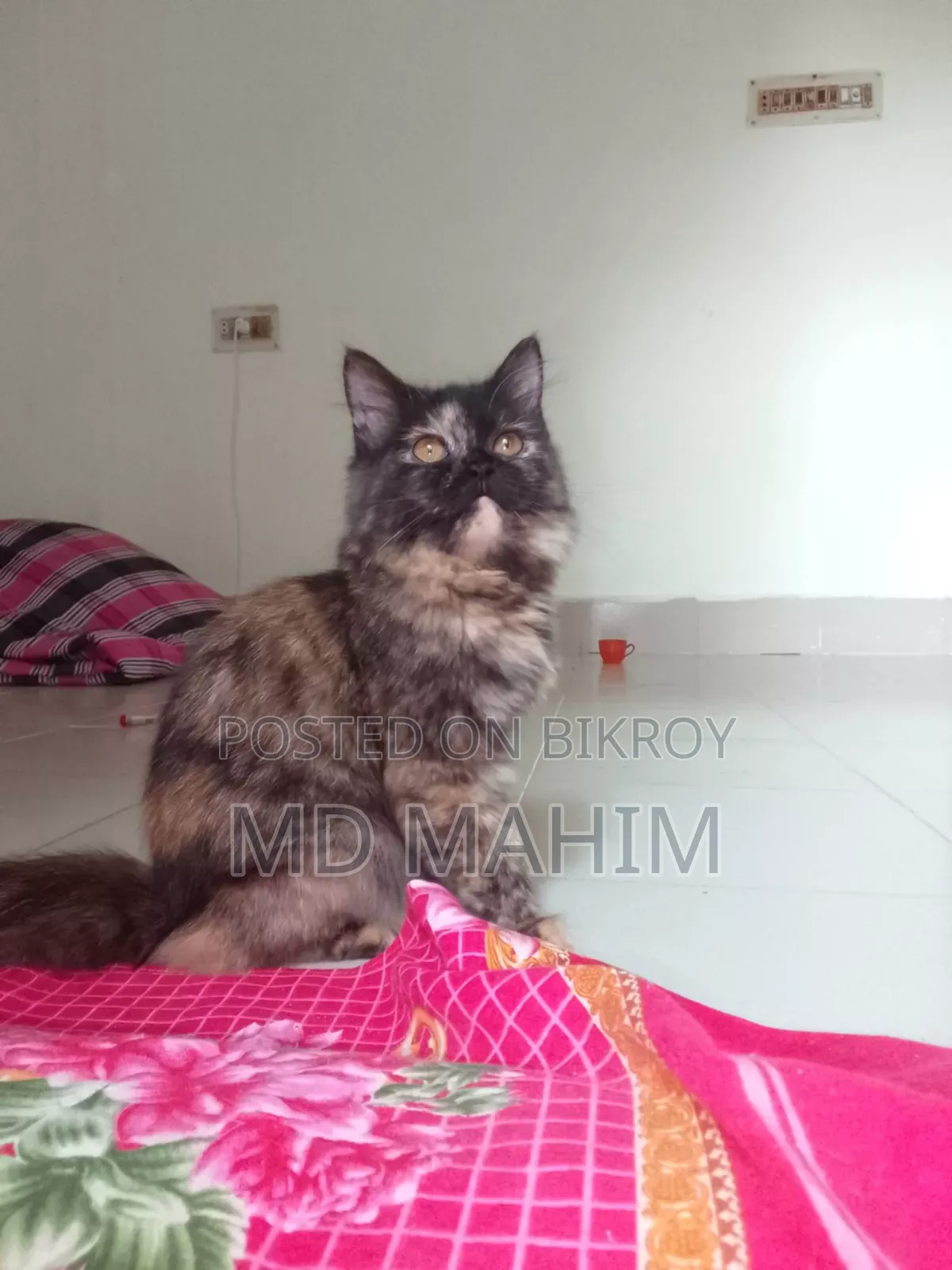 3-6 months Female Purebred Persian