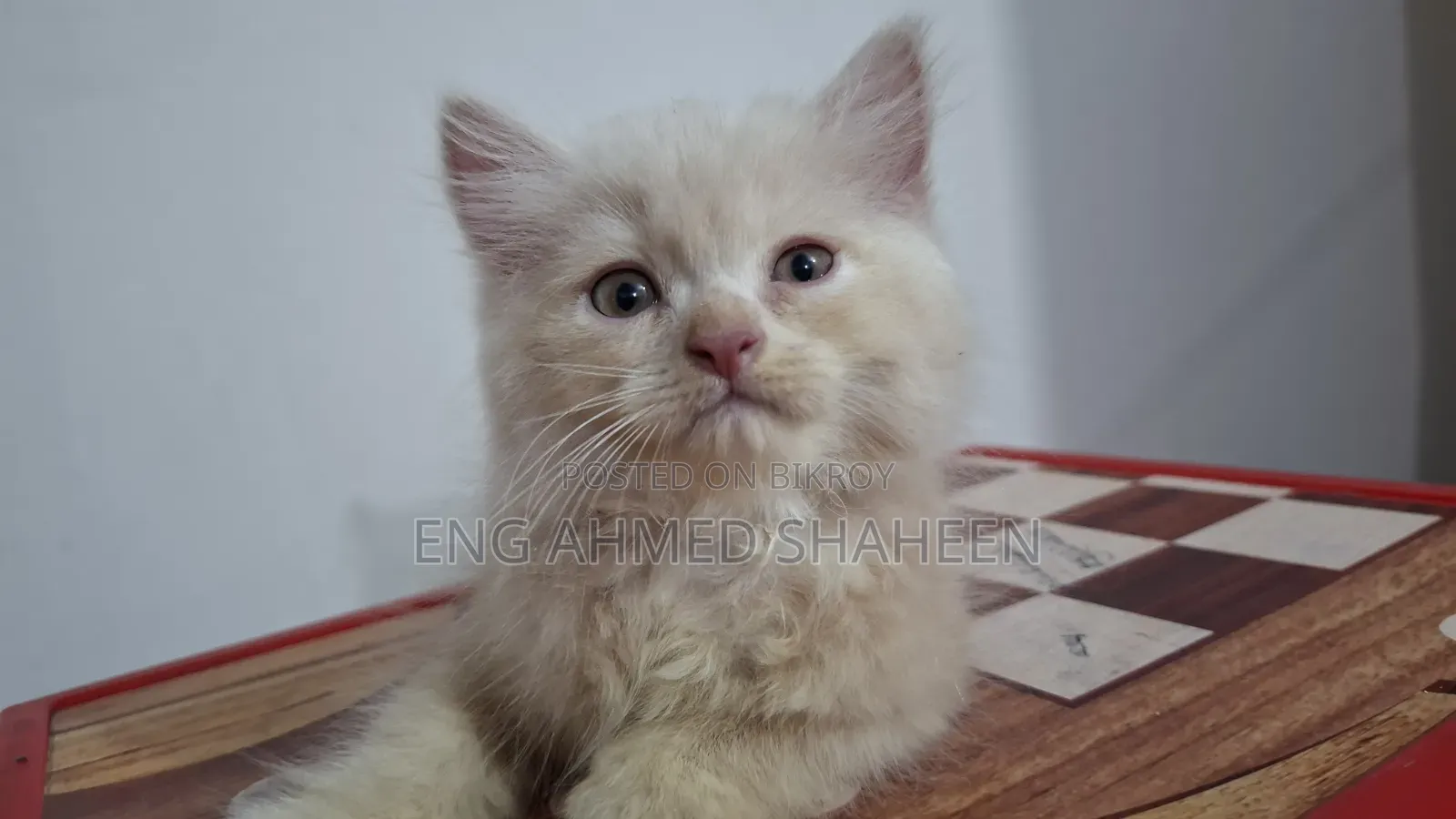 1-3 months Female Purebred Persian