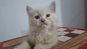 1-3 months Female Purebred Persian