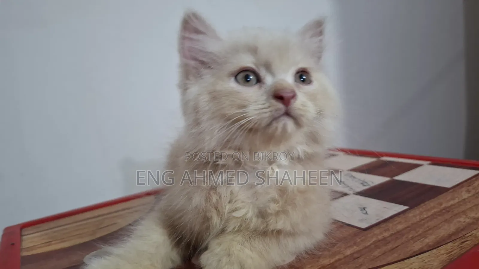 1-3 months Female Purebred Persian