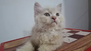 1-3 months Female Purebred Persian