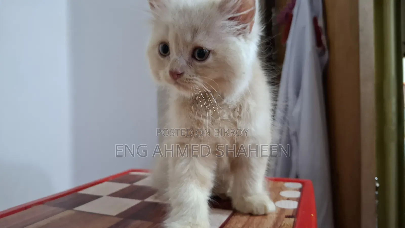 1-3 months Female Purebred Persian
