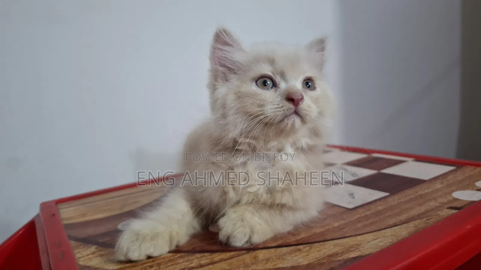 1-3 months Female Purebred Persian
