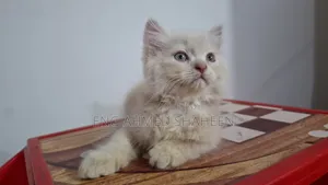 1-3 months Female Purebred Persian